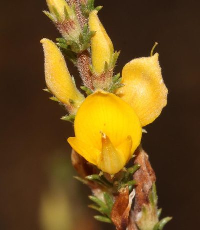 Aspalathus rectistyla, photographed by Brian du Preez
