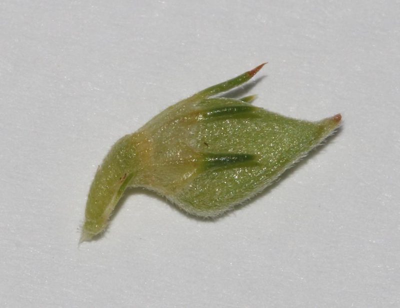 Aspalathus rectistyla, photographed by Brian du Preez