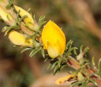 Aspalathus rectistyla, photographed by Brian du Preez