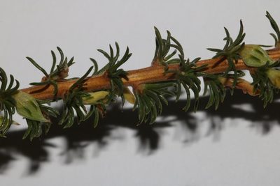 Aspalathus rectistyla, photographed by Brian du Preez