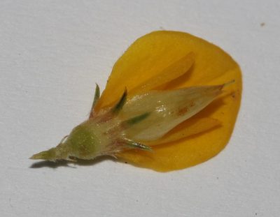 Aspalathus rectistyla, photographed by Brian du Preez