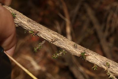 Aspalathus rectistyla, photographed by Brian du Preez