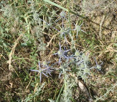 Eryngium caeruleum, photographed by Oleg Kosterin