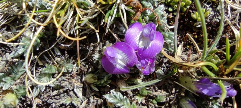 Astragalus uniflorus, photographed by Santiago Martín-Bravo