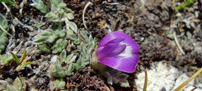 Astragalus uniflorus, photographed by Santiago Martín-Bravo