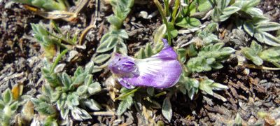 Astragalus uniflorus, photographed by Santiago Martín-Bravo