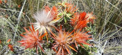 Chuquiraga spinosa, photographed by Santiago Martín-Bravo