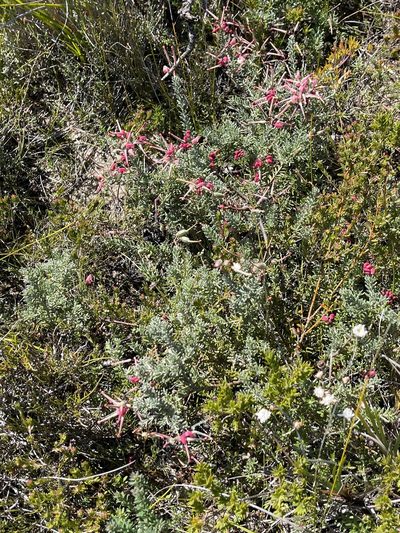 Grevillea lanigera, photographed by libby hepburn