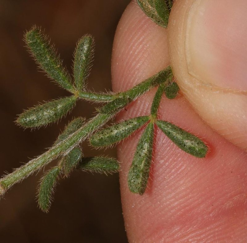 Melolobium aethiopicum, photographed by Brian du Preez