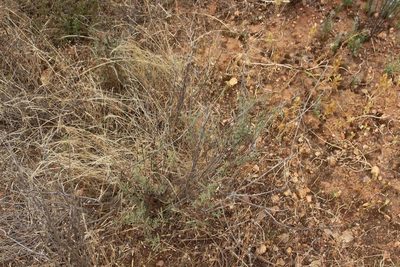 Melolobium aethiopicum, photographed by Brian du Preez