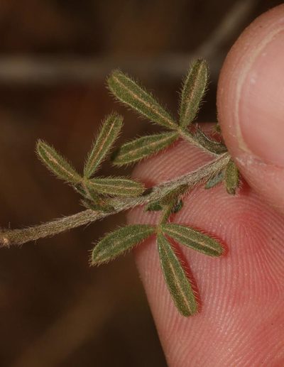 Melolobium aethiopicum, photographed by Brian du Preez