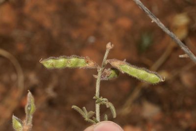 Melolobium aethiopicum, photographed by Brian du Preez