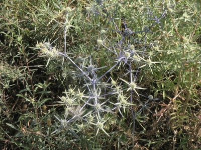 Eryngium caeruleum, photographed by Oleg Kosterin