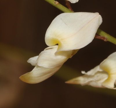 Wiborgia tetraptera, photographed by Brian du Preez