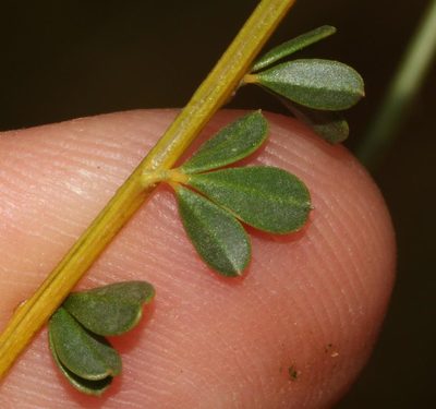 Wiborgia tetraptera, photographed by Brian du Preez