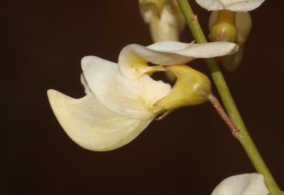 Wiborgia tetraptera, photographed by Brian du Preez