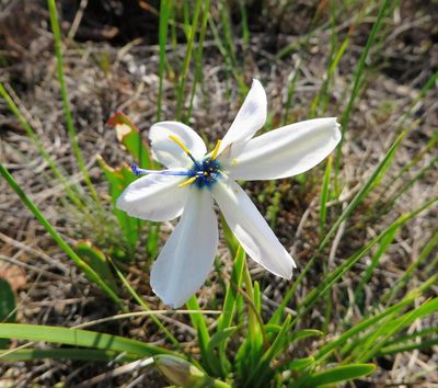 Aristea cantharophila, photographed by linkie