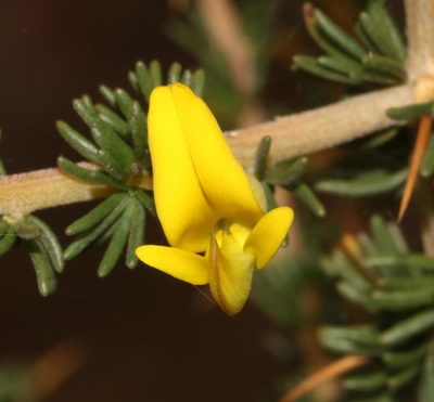 Aspalathus glabrata, photographed by Brian du Preez