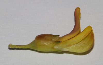 Aspalathus glabrata, photographed by Brian du Preez