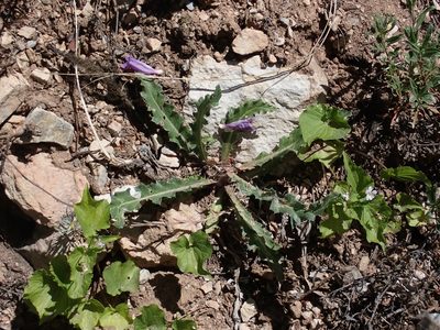 Cirsium hookerianum, photographed by Ellyne Geurts