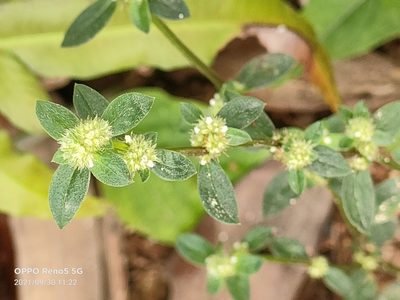 Spermacoce exilis, photographed by Ong Jyh Seng