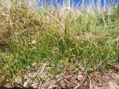 Carex inversa, photographed by Alice Shanks