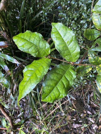 Palmeria racemosa, photographed by Greg Tasney