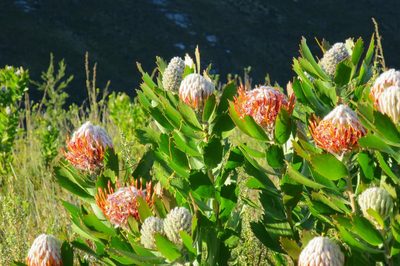 Leucospermum glabrum, photographed by Di Turner