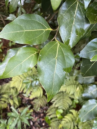 Cryptocarya foveolata, photographed by Greg Tasney