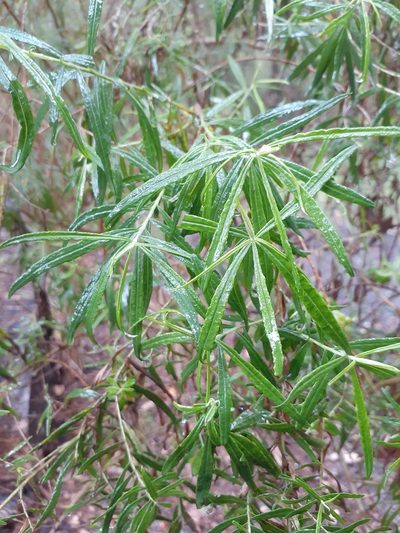 Ozothamnus ferrugineus, photographed by John Cull