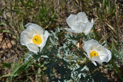 Argemone hispida, photographed by Loren Cassin Sackett