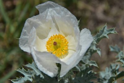 Argemone hispida, photographed by Loren Cassin Sackett