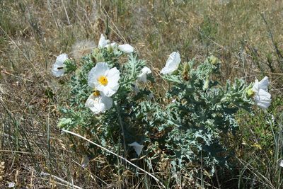 Argemone hispida, photographed by Loren Cassin Sackett
