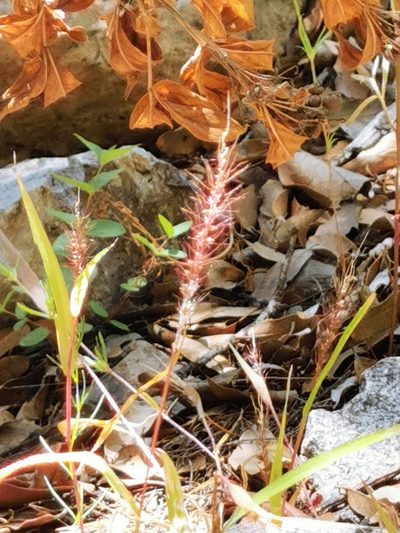 Setaria grisebachii, photographed by M. Socorro González Elizondo