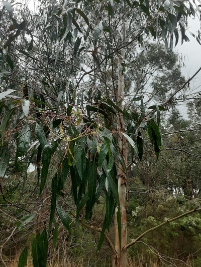 Eucalyptus ovata, photographed by John Cull