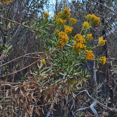 Ericameria parishii, photographed by Dan Horowitz