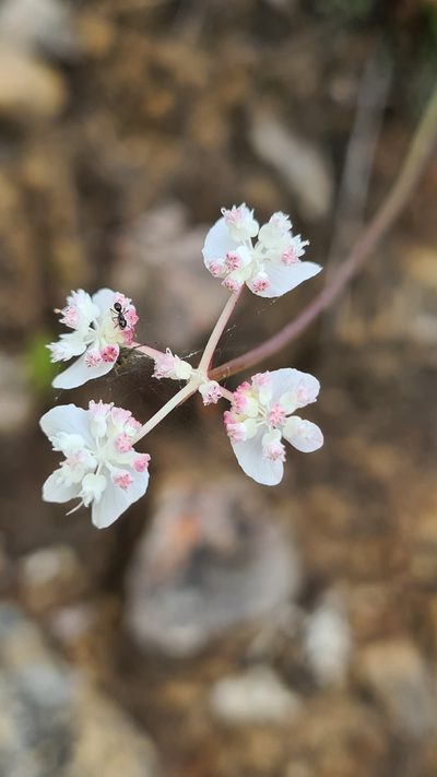 Xanthosia atkinsoniana, photographed by Vale Jenny Conolly