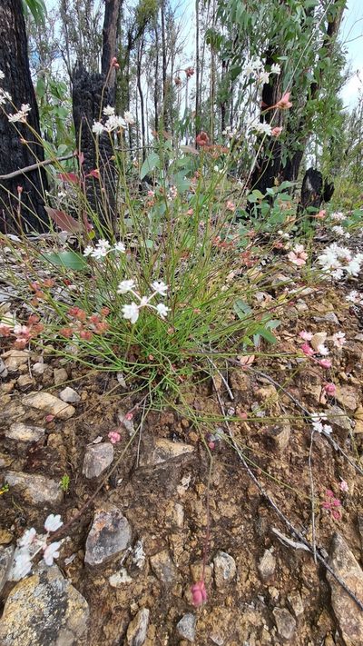 Xanthosia atkinsoniana, photographed by Vale Jenny Conolly