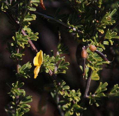 Wiborgiella leipoldtiana, photographed by Tony Rebelo