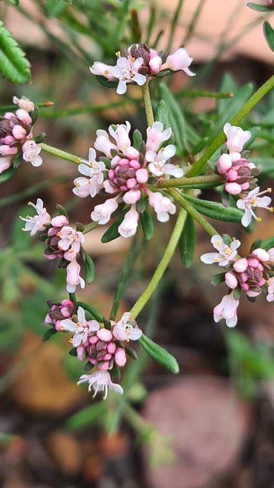 Poranthera corymbosa, photographed by Vale Jenny Conolly