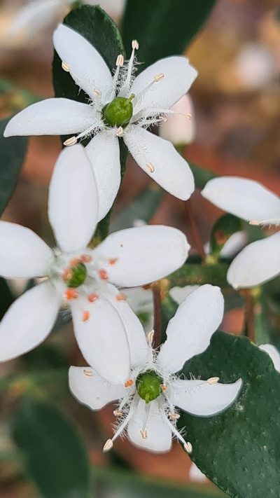 Philotheca trachyphylla, photographed by Vale Jenny Conolly