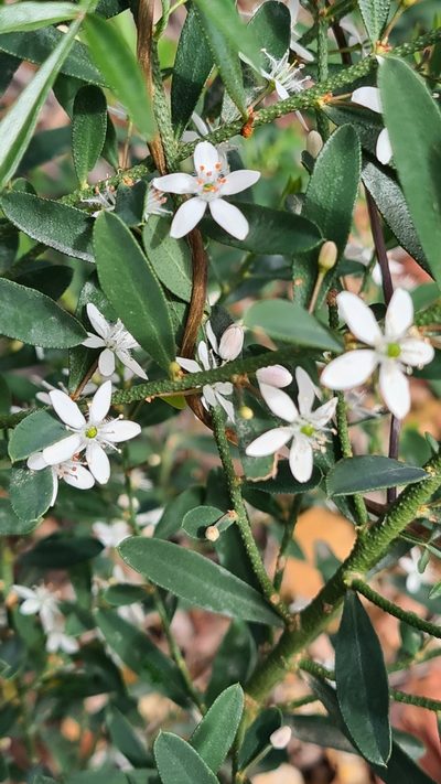 Philotheca trachyphylla, photographed by Vale Jenny Conolly