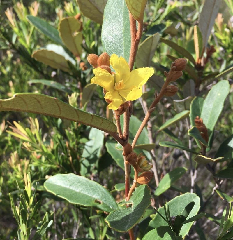 Hibbertia banksii, photographed by Jane Canaway
