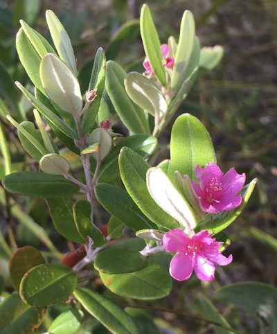 Lithomyrtus obtusa, photographed by Jane Canaway