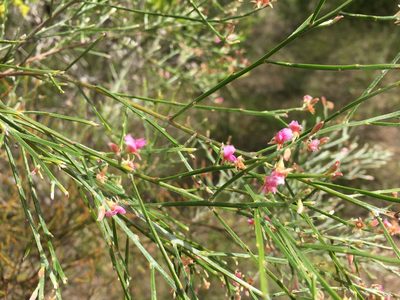 Jacksonia thesioides, photographed by Jane Canaway