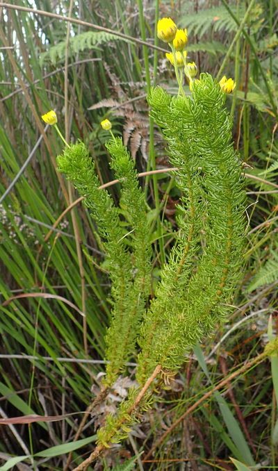 Euryops pinnatipartitus, photographed by Nicola van Berkel