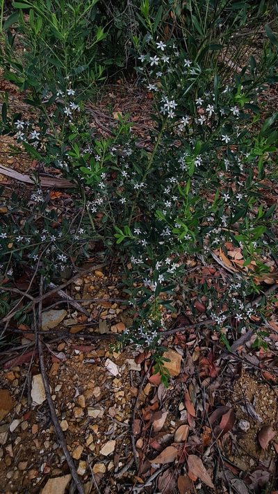 Philotheca trachyphylla, photographed by Vale Jenny Conolly