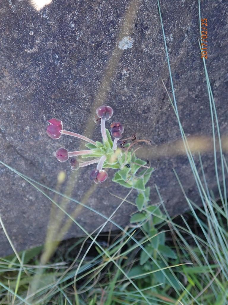 Zaluzianskya distans, photographed by Peter Warren