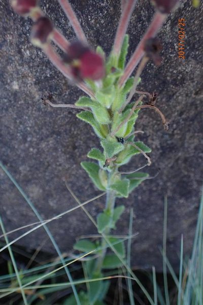 Zaluzianskya distans, photographed by Peter Warren