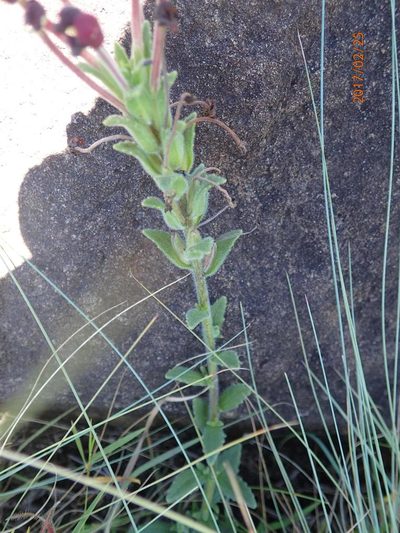 Zaluzianskya distans, photographed by Peter Warren